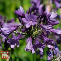 Agapanthus 'Poppin' Purple' -Garden Central Sales Store AGAP KB2781 D