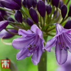 Agapanthus 'Poppin' Purple' -Garden Central Sales Store AGAP KB2781 E
