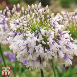 Agapanthus Duo Fireworks & Poppin Purple -Garden Central Sales Store AGAP KB3122 C