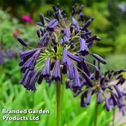 Agapanthus Blue Trio -Garden Central Sales Store AGAP MH8370 C