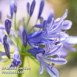 Agapanthus Blue Trio -Garden Central Sales Store AGAP MH8370 D