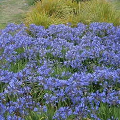 Agapanthus 'Seastorm'