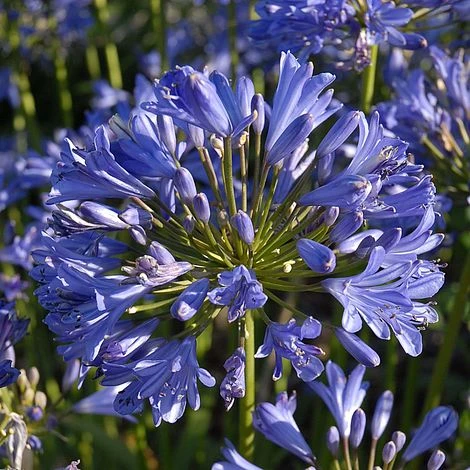 Agapanthus 'Seastorm' 3 Agapanthus 'Seastorm' - Image 3