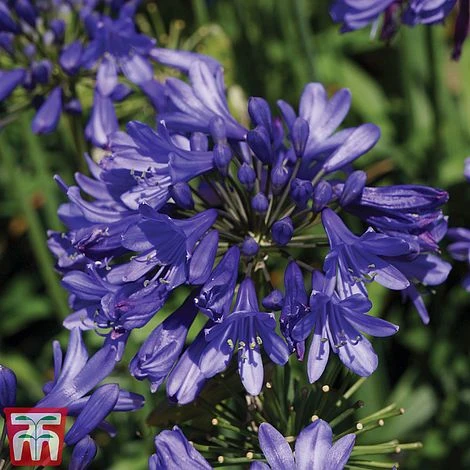 Agapanthus 'Ever Sapphire' 1 Agapanthus 'Ever Sapphire'