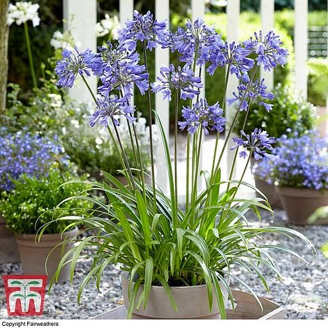 Agapanthus 'Ever Sapphire' 2 Agapanthus 'Ever Sapphire' - Image 2