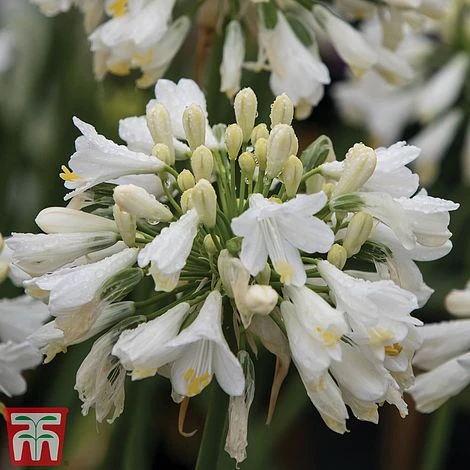 Agapanthus 'Ever White' 2 Agapanthus 'Ever White' - Image 2