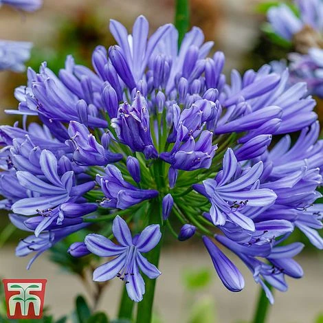 Agapanthus 'Moonlight Star' 1 Agapanthus 'Moonlight Star'
