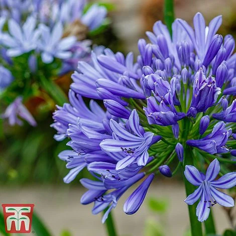 Agapanthus 'Moonlight Star' 2 Agapanthus 'Moonlight Star' - Image 2
