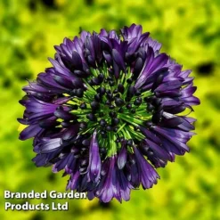 Agapanthus 'Black Jack' -Garden Central Sales Store AGAP BLACKJACK H49425