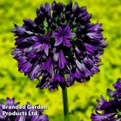 Agapanthus 'Black Jack' -Garden Central Sales Store AGAP BLACKJACK H49426