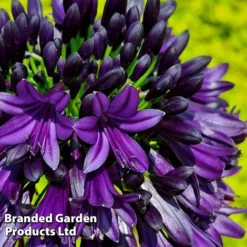 Agapanthus 'Black Jack' -Garden Central Sales Store AGAP BLACKJACK H49428