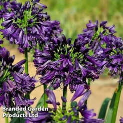 Agapanthus 'Black Jack' -Garden Central Sales Store AGAP BLACKJACK H49430