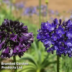 Agapanthus 'Black Jack' -Garden Central Sales Store AGAP BLACKJACK H49431