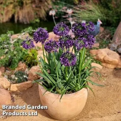 Agapanthus 'Black Jack' -Garden Central Sales Store AGAP BLACKJACK H49432