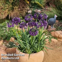 Agapanthus 'Black Jack' -Garden Central Sales Store AGAP BLACKJACK H49433
