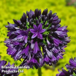 Agapanthus 'Black Jack' -Garden Central Sales Store AGAP BLACKJACK S44643