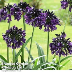 Agapanthus 'Black Jack' -Garden Central Sales Store AGAP BLACKJACK T50056