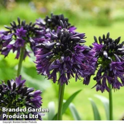 Agapanthus 'Black Jack' -Garden Central Sales Store AGAP BLACKJACK T50060