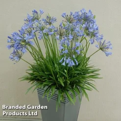 Agapanthus Duo -Garden Central Sales Store AGAP BLUESTORM S343011