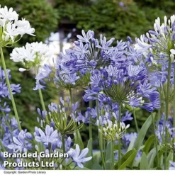 Summer Plant & Seed Collection -Garden Central Sales Store AGAP BLUEWHITE H643111