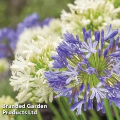 Summer Plant Collection -Garden Central Sales Store AGAP BLUEWHITE L08446
