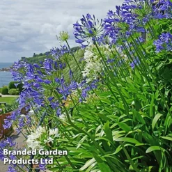 Summer Plant Collection -Garden Central Sales Store AGAP BLUEWHITE L25347