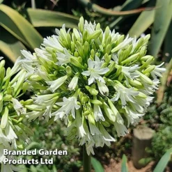 Agapanthus 'Emerald Ice' -Garden Central Sales Store AGAP EMERALDIC H44650