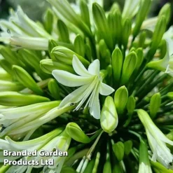 Agapanthus 'Emerald Ice' -Garden Central Sales Store AGAP EMERALDIC S44603