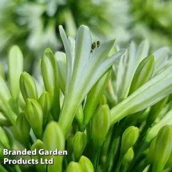 Agapanthus 'Emerald Ice' -Garden Central Sales Store AGAP EMERALDIC S44604