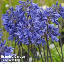 Agapanthus 'Ever Sapphire' 6 Agapanthus 'Ever Sapphire' -Garden Central Sales Store AGAP EVERSAPPH T13440