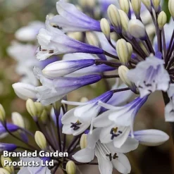 Agapanthus Everpanthus Collection -Garden Central Sales Store AGAP EVERSPARK S445441