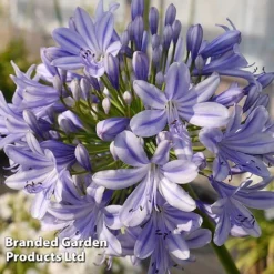 Agapanthus 'Full Moon' 8 Agapanthus 'Full Moon' -Garden Central Sales Store AGAP FULLMOON S19456