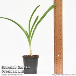 Agapanthus Inapertus 'Midnight Cascade' -Garden Central Sales Store AGAP MIDNIG9CM T48365