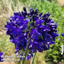 Agapanthus 'Midnight Sky' -Garden Central Sales Store AGAP MIDNIGHTS H44688