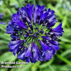 Agapanthus 'Midnight Sky' -Garden Central Sales Store AGAP MIDNIGHTS H44689