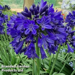 Agapanthus 'Midnight Sky' -Garden Central Sales Store AGAP MIDNIGHTS H44690