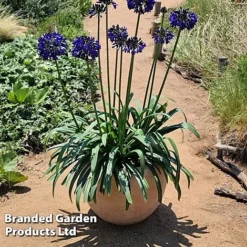 Agapanthus 'Midnight Sky' -Garden Central Sales Store AGAP MIDNIGHTS H44691