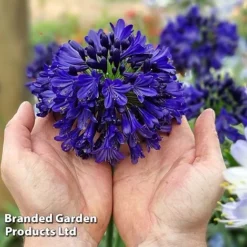Agapanthus 'Midnight Sky' -Garden Central Sales Store AGAP MIDNIGHTS H44692