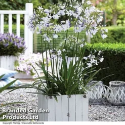 Agapanthus Duo -Garden Central Sales Store AGAP TWISTER S06877