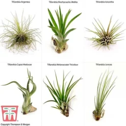 Air Plant Mixed Collection -Garden Central Sales Store AIR KB3490 B