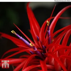 Air Plant Mixed Collection -Garden Central Sales Store AIR KB3490 C