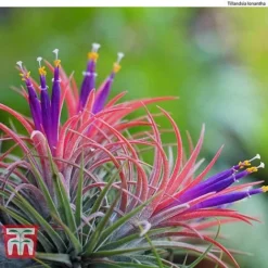 Air Plant Mixed Collection -Garden Central Sales Store AIR KB3490 D
