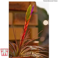 Air Plant Mixed Collection -Garden Central Sales Store AIR KB3490 F