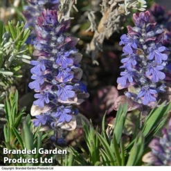 Ajuga Reptans 'Burgundy Glow' -Garden Central Sales Store AJUG KA4174 C
