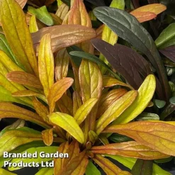 Ajuga Feathered Friends Trio -Garden Central Sales Store AJUG FANCYFINC H394341