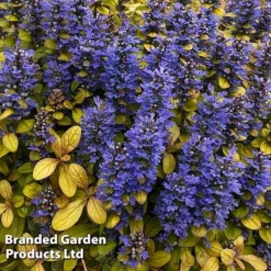 Ajuga Feathered Friends Trio -Garden Central Sales Store AJUG PETITEPAR H394481