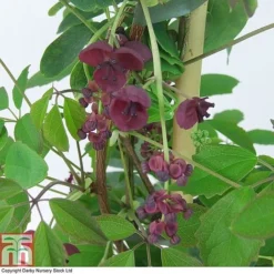 Akebia Quinata -Garden Central Sales Store AKEB T80255 A