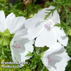 Malva Moschata 'Alba'