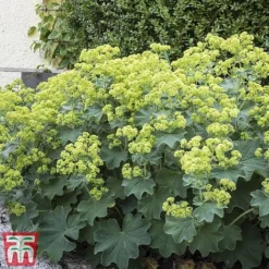 Alchemilla Mollis 'Thriller'