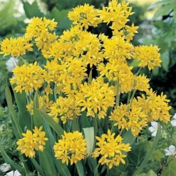 Bumper Spring Bulb Collection -Garden Central Sales Store ALLI T11408 A h